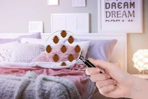 How can I ensure that my home or business is bed bug-free after a professional treatment?