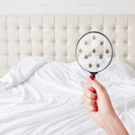 How to Spot a Bed Bug Infestation