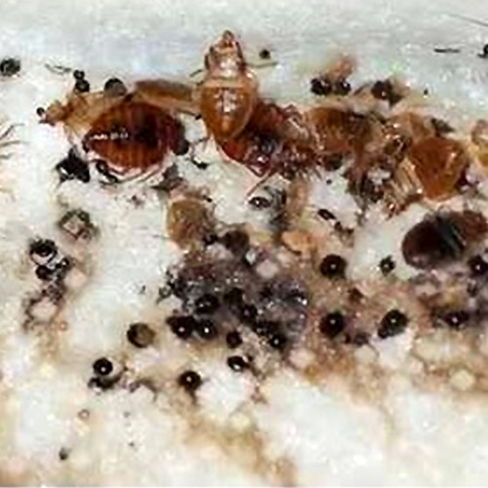 Bed Bug Extermination Services | Bed Bug Removal Murrieta Palm Springs